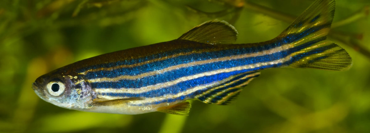 Pairing zebrafish by personality improves fitness of the species ...