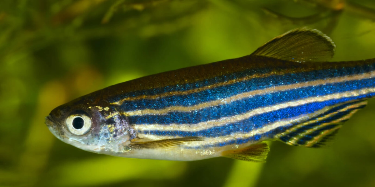 Pairing zebrafish by personality improves fitness of the species ...