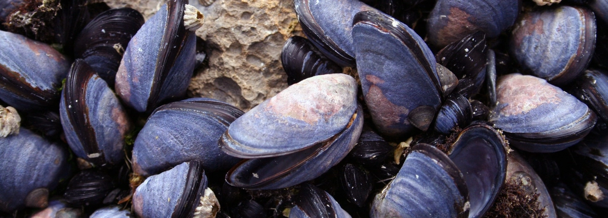 Eating mussels three times a week boosts omega-3 levels | About ...