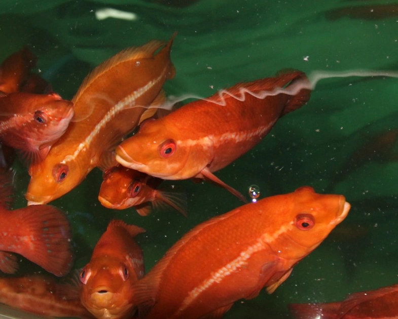 New project seeks to sharpen up cleaner fish vaccinations | About ...