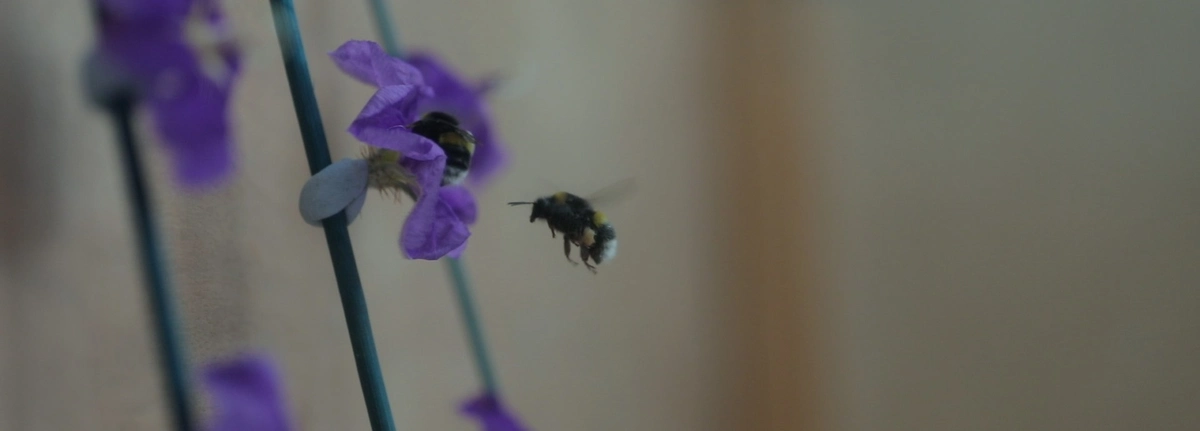 Building a buzz: robot bees to simulate pollination | About ...