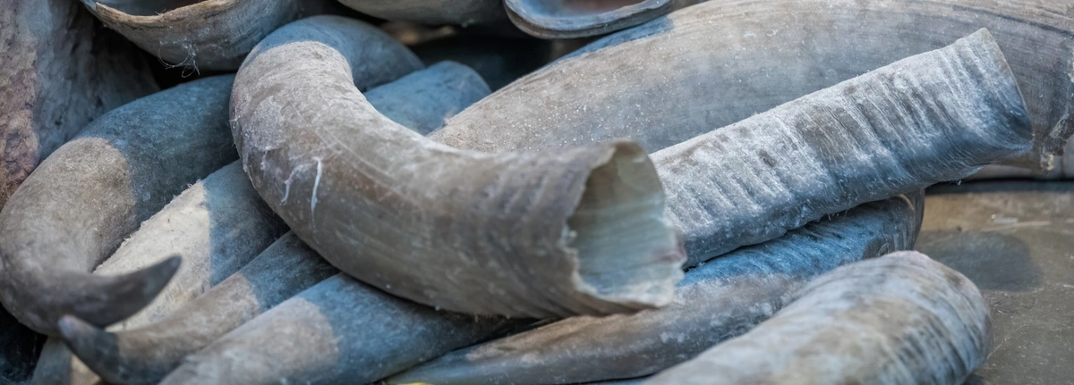 New research explains dramatic reduction of ivory trade in Japan ...