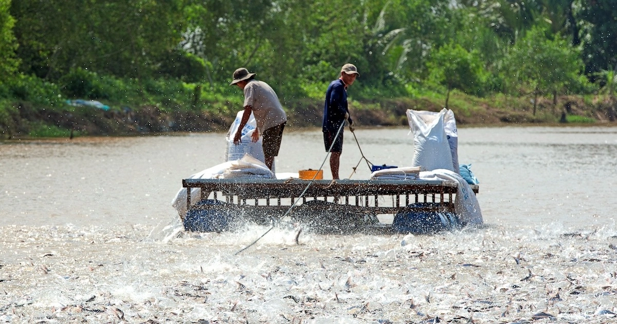 £770k project will tackle antimicrobial resistance in aquaculture ...
