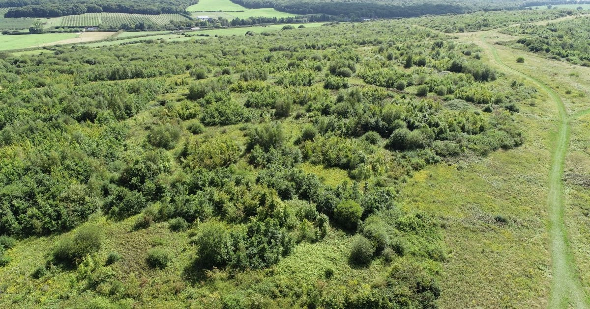 Woodland creation strategies reshaped by 玩偶姐姐-led research | About | 玩偶姐姐