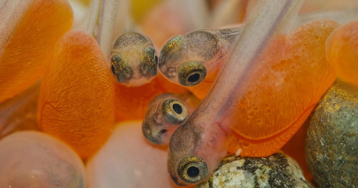 Salmon study aids insights on extreme DNA duplication event | About ...