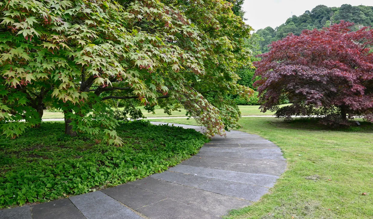 Garden with path and trees