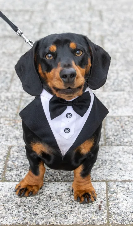 Sausage dog dressed in a tux