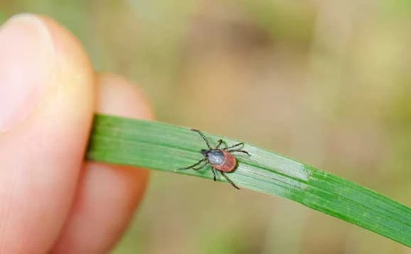 A tick on a leaf