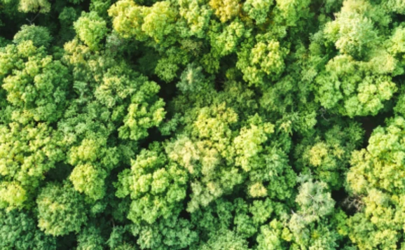 land and trees