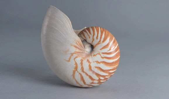 Shell