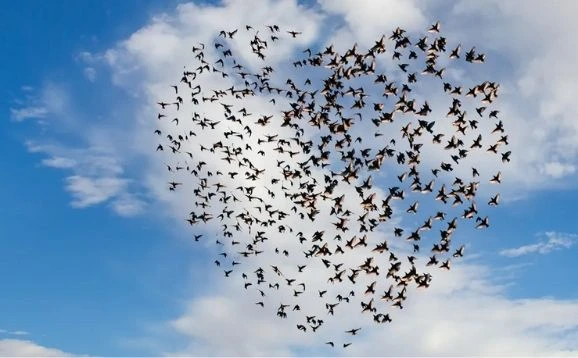 A flock of birds flying in the formation of a heart