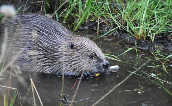 beaver in water
