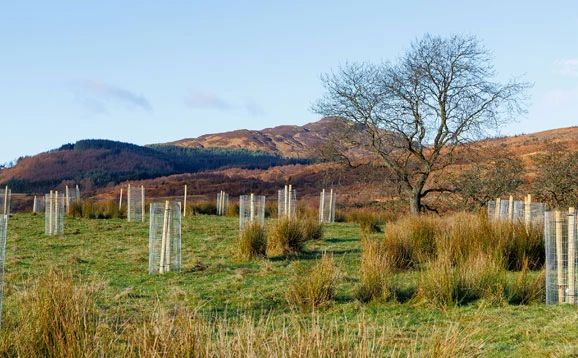 Tree planting at Glen Finglas
