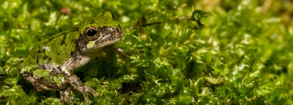 An image of a frog that is in camouflage