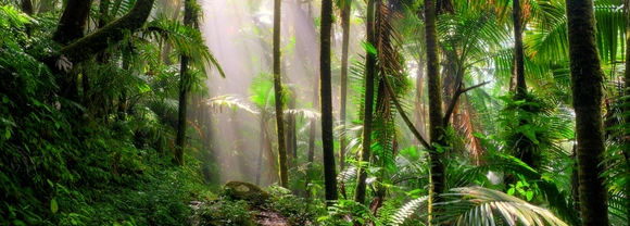 An image of tropical trees