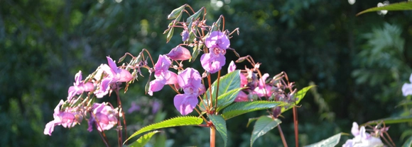 Himalayan balsam