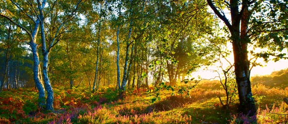 Birch trees in evening light