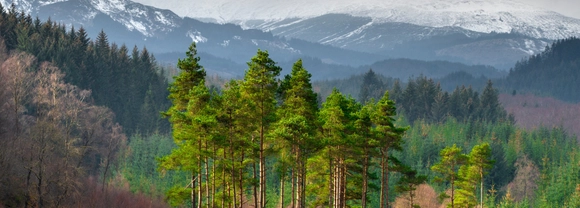 scots pine