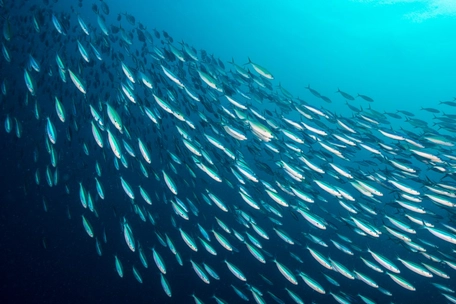 Shoal of sardines