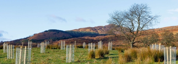 Tree planting