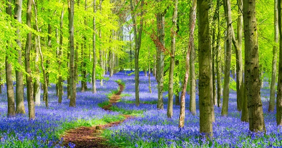 Study could change woodland creation strategies