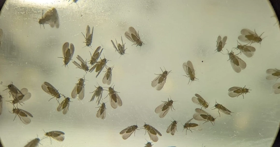 Insects remain resilient natural pest control method, new Stirling research shows