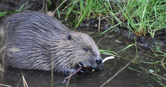Beaver dams can reduce water pollution from farmland, Stirling study shows