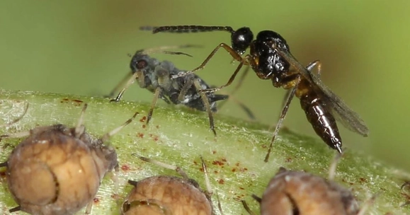 Wasps thought to be asexual could support chemical-free pest control enhancements