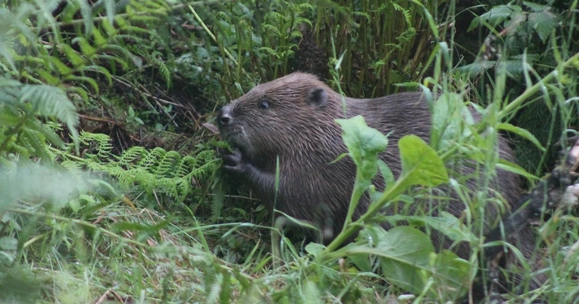 A beaver foraging in wetland in Scotland