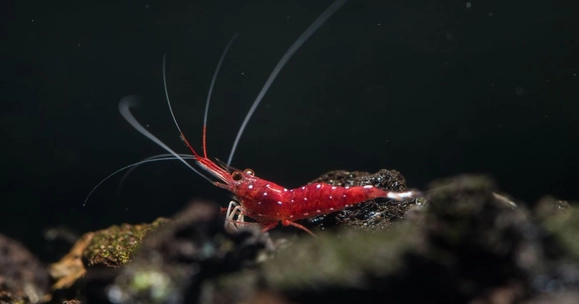 Pioneering database charts how freshwater wildlife respond to rising temperatures