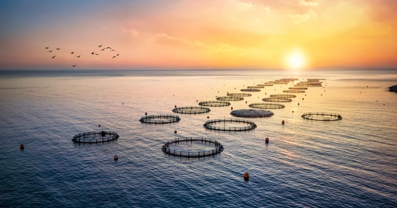 Reduced wild fish use reshaped aquaculture’s environmental footprint, new Stirling study finds
