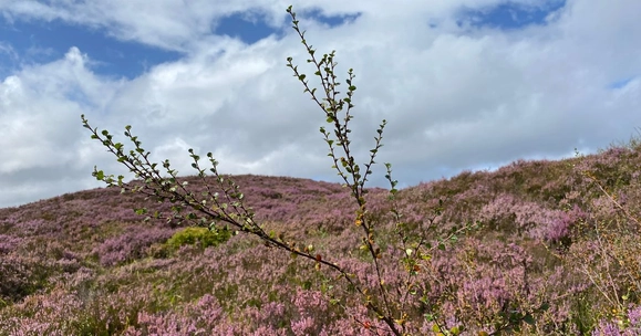 Lowering deer densities can help restore Scotland's lost Highland mountain woodlands, new research shows