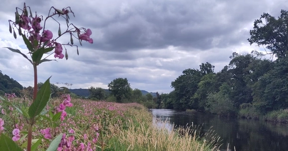 Himalayan balsam&rsquo;s damaging impact on rivers revealed in new Stirling study