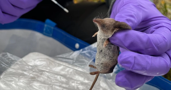 Changing land use can increase threat of animal‑to‑human disease spread, Stirling study reveals