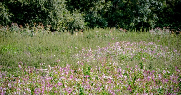 Himalayan Balsam growing near a wooded area