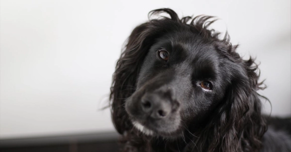 Public overestimate legal protections for dogs, Stirling study finds
