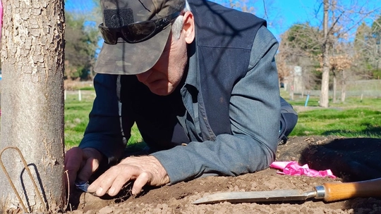 Breakthrough Stirling study could unlock key to more reliable truffle cultivation