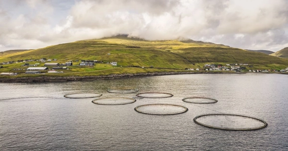 Stirling team develops precise new method to analyse secretions from individual salmon lice
