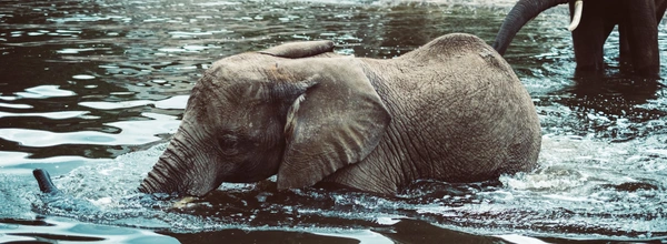 Elephant in water