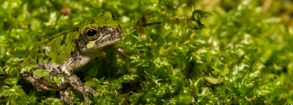 An image of a frog that is in camouflage