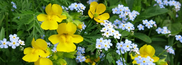Monkeyflower