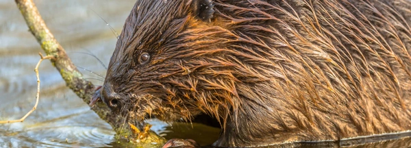 A beaver swimming in the water