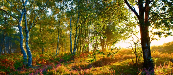 Birch trees in evening light