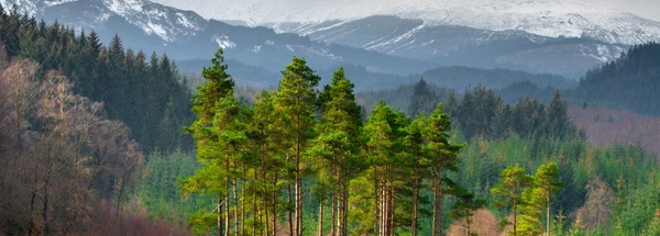 scots pine
