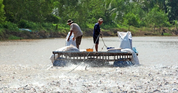 1920x689FishfrenzyMekongDeltaSouthVietnamstockphoto_iStock-1193501392