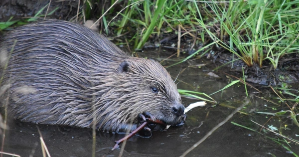 1200x630 (b) a beaver feeding at Bamff Estate