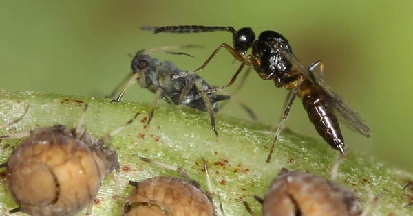 A Parasitoid wasp on a green crop