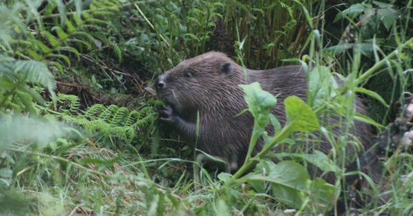 A beaver foraging in wetland in Scotland