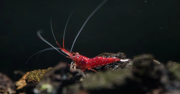 A bright red freshwater shrimp