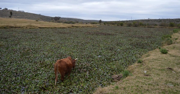 Water hyacinth, Pontederia crassipes, invasion in the Eastern Cape, South Africa